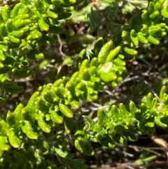 Prostanthera decussata at Namadgi National Park - 18 Nov 2023