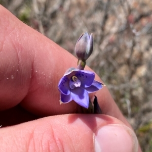 Thelymitra simulata at Namadgi National Park - suppressed