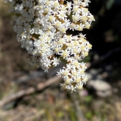 Ozothamnus thyrsoideus (Sticky Everlasting) at Tharwa, ACT - 18 Nov 2023 by Tapirlord