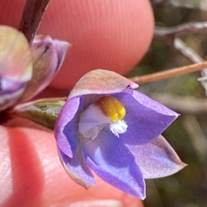 Thelymitra brevifolia at Namadgi National Park - 18 Nov 2023