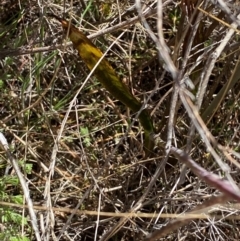 Thelymitra brevifolia at Namadgi National Park - 18 Nov 2023