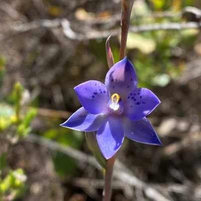 Thelymitra simulata (Graceful Sun-orchid) at Namadgi National Park - 17 Nov 2023 by Tapirlord