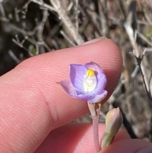 Thelymitra pauciflora at Namadgi National Park - 18 Nov 2023