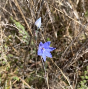 Thelymitra juncifolia at Namadgi National Park - 18 Nov 2023