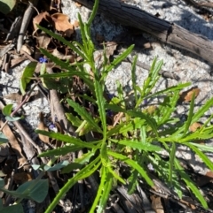 Senecio diaschides (Erect Groundsel) at Namadgi National Park - 18 Nov 2023 by Tapirlord