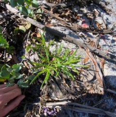 Senecio diaschides at Namadgi National Park - 18 Nov 2023 10:04 AM