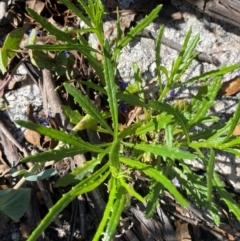 Senecio diaschides at Namadgi National Park - 18 Nov 2023 10:04 AM