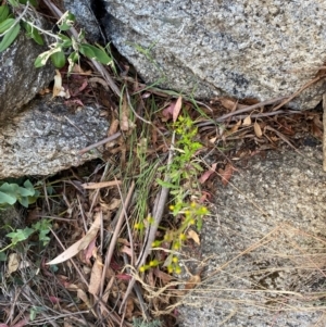 Senecio diaschides at Namadgi National Park - 18 Nov 2023