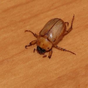 Cyclocephala signaticollis at Turner, ACT - 10 Dec 2023