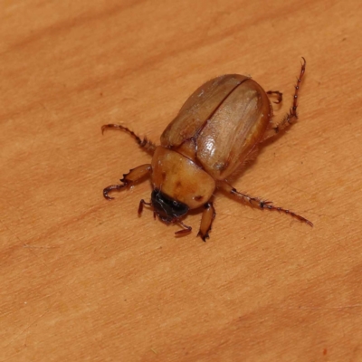 Cyclocephala signaticollis (Argentinian scarab) at Turner, ACT - 10 Dec 2023 by ConBoekel