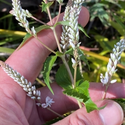 Veronica derwentiana subsp. derwentiana (Derwent Speedwell) at Tharwa, ACT - 17 Nov 2023 by Tapirlord