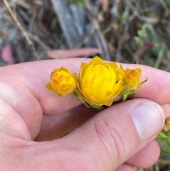 Xerochrysum viscosum (Sticky Everlasting) at Tharwa, ACT - 17 Nov 2023 by Tapirlord