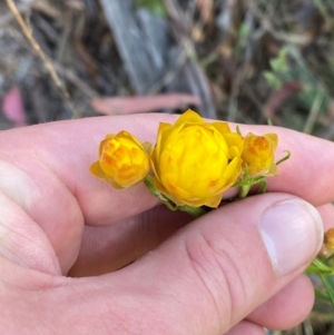 Xerochrysum viscosum at Namadgi National Park - 18 Nov 2023