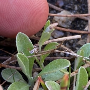 Argyrotegium mackayi at Namadgi National Park - 18 Nov 2023