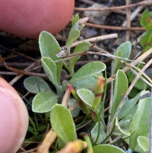 Argyrotegium mackayi at Namadgi National Park - 18 Nov 2023