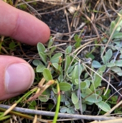 Argyrotegium mackayi at Namadgi National Park - 18 Nov 2023