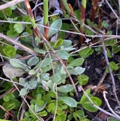 Argyrotegium mackayi at Namadgi National Park - 18 Nov 2023