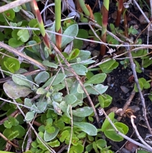 Argyrotegium mackayi at Namadgi National Park - 18 Nov 2023