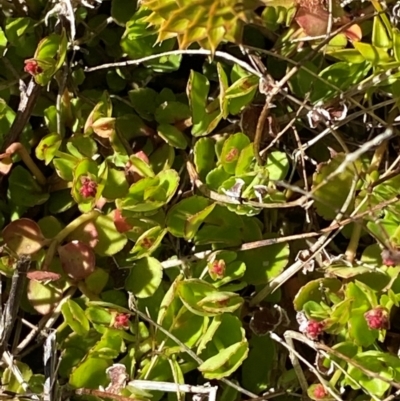 Gonocarpus micranthus subsp. micranthus (Creeping Raspwort) at Namadgi National Park - 17 Nov 2023 by Tapirlord