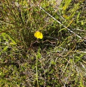 Diuris monticola at Namadgi National Park - 18 Nov 2023