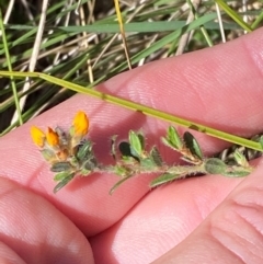 Pultenaea polifolia (Dusky Bush-pea) at Tharwa, ACT - 17 Nov 2023 by Tapirlord