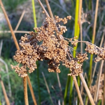 Juncus brevibracteus (Alpine Rush) at Tharwa, ACT - 17 Nov 2023 by Tapirlord