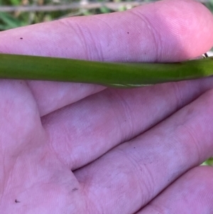 Juncus brevibracteus at Namadgi National Park - 18 Nov 2023