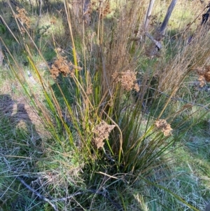 Juncus brevibracteus at Namadgi National Park - 18 Nov 2023