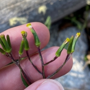 Senecio prenanthoides at Namadgi National Park - 18 Nov 2023