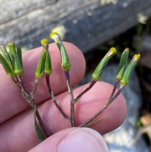 Senecio prenanthoides at Namadgi National Park - 18 Nov 2023 08:30 AM