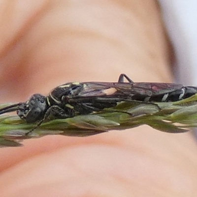 Thynninae (subfamily) (Smooth flower wasp) at QPRC LGA - 23 Dec 2023 by Paul4K