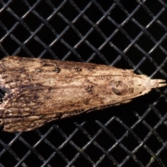 Lamoria idiolepida (Galleriinae) at Sheldon, QLD - 23 Dec 2023 by PJH123