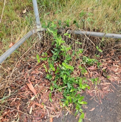 Araujia sericifera (Moth Plant) at Evatt, ACT - 24 Dec 2023 by Jiggy