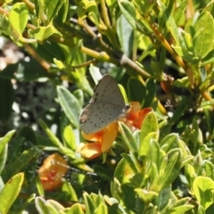 Erina hyacinthina (Varied Dusky-blue) at Namadgi National Park - 9 Jan 2023 by RAllen