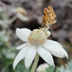 Actinotus helianthi (Flannel Flower) at Evans Head, NSW - 23 Dec 2023 by AaronClausen