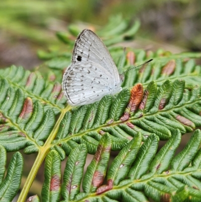Unidentified Butterfly (Lepidoptera, Rhopalocera) at Evans Head, NSW - 24 Dec 2023 by AaronClausen