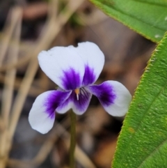 Viola sp. (Violet) at Evans Head, NSW - 24 Dec 2023 by AaronClausen