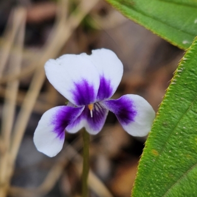 Viola sp. (Violet) at Evans Head, NSW - 24 Dec 2023 by AaronClausen