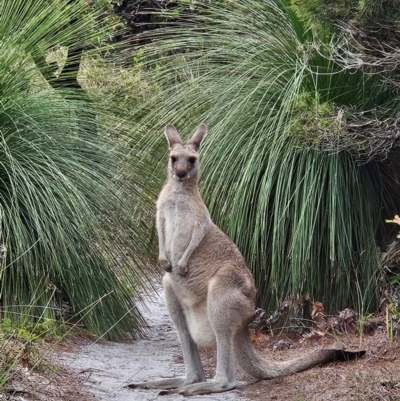 Macropus giganteus (Eastern Grey Kangaroo) at Evans Head, NSW - 24 Dec 2023 by AaronClausen