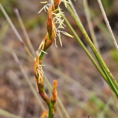 Lepidosperma sp. (A Sword Sedge) at Evans Head, NSW - 23 Dec 2023 by AaronClausen