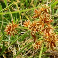 Cyperus lhotskyanus at Mount Mugga Mugga - 24 Dec 2023