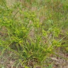 Cyperus eragrostis (Umbrella Sedge) at Mount Mugga Mugga - 24 Dec 2023 by Mike