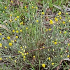 Calocephalus citreus (Lemon Beauty Heads) at Mount Mugga Mugga - 24 Dec 2023 by Mike