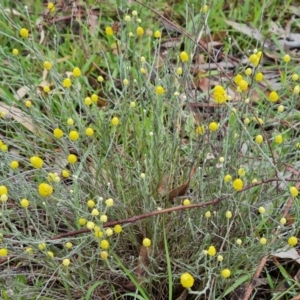 Calocephalus citreus at Mount Mugga Mugga - 24 Dec 2023