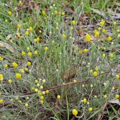 Calocephalus citreus (Lemon Beauty Heads) at Mount Mugga Mugga - 23 Dec 2023 by Mike