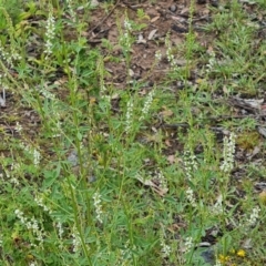 Melilotus albus (Bokhara) at OMA040: East O'Malley Creek (wallangara Creek) - 23 Dec 2023 by Mike