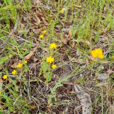 Hypericum gramineum (Small St Johns Wort) at GG160 - 23 Dec 2023 by Mike