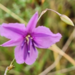 Arthropodium fimbriatum (Nodding Chocolate Lily) at Mount Mugga Mugga - 24 Dec 2023 by Mike