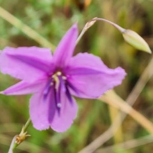 Arthropodium fimbriatum at Mount Mugga Mugga - 24 Dec 2023