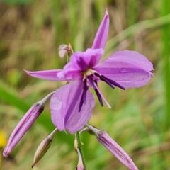 Arthropodium fimbriatum at Mount Mugga Mugga - 24 Dec 2023 09:51 AM